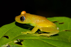 Boana cinerascens