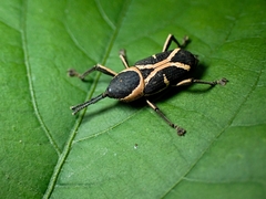 Eugnoristus monachus