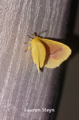 Stenoglene rosea