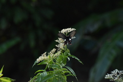 Byasa polyeuctes