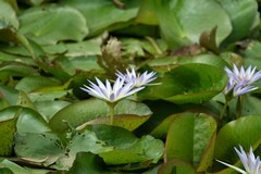 Nymphaea nouchali caerulea