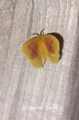Stenoglene rosea