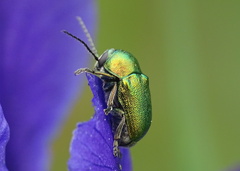 Cryptocephalus sericeus