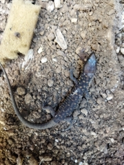 Lepidophyma