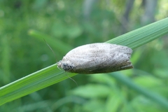 Choristoneura conflictana