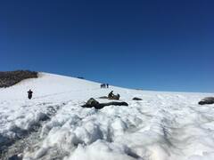 Leptonychotes weddellii