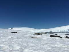 Leptonychotes weddellii