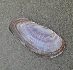 Hiatula