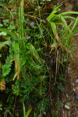 Chaerophyllum involucratum