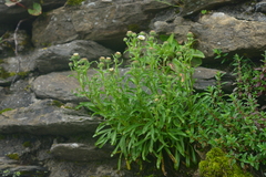 Erigeron morrisonensis