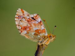 Boloria graeca