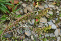 Corydalis ophiocarpa