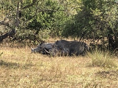 Ceratotherium simum