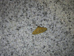 Conogethes
