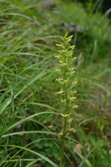 Platanthera longibracteata