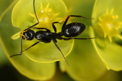 Camponotus aethiops