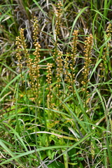 Aletris formosana