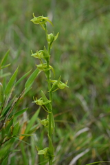 Platanthera mandarinorum