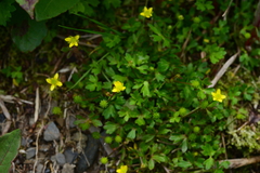 Ranunculus taisanensis