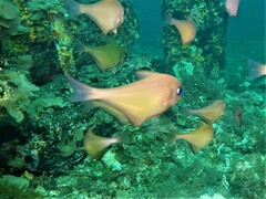 Pempheris klunzingeri