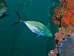 Pseudocaranx wrighti