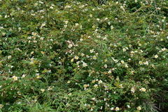 Rosa transmorrisonensis