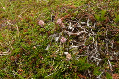 Tofieldia coccinea