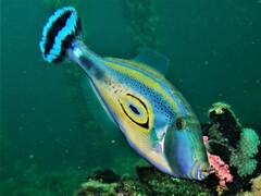 Meuschenia hippocrepis