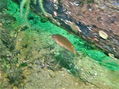 Austrolabrus maculatus