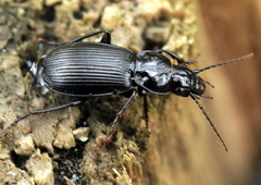 Pterostichus aethiops