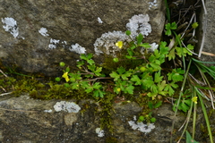 Ranunculus taisanensis