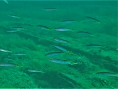 Trachinops noarlungae