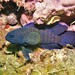 Western Blue Devil - Photo (c) J. Martin Crossley, some rights reserved (CC BY-NC-SA), uploaded by J. Martin Crossley