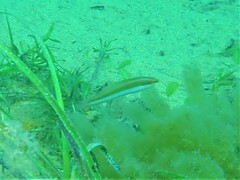 Halichoeres brownfieldi