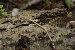 Mycena vitilis
