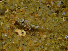 Nesogobius pulchellus