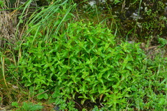 Swertia macrosperma