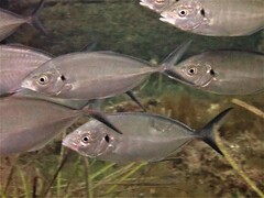 Pseudocaranx wrighti