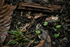 Carabus nankotaizanus