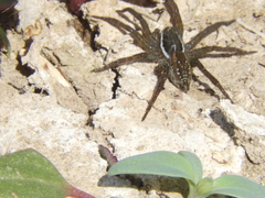 Diapontia uruguayensis