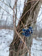 Smilax lasioneura