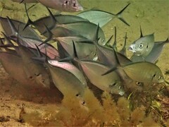 Pseudocaranx wrighti