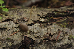 Mycena vitilis