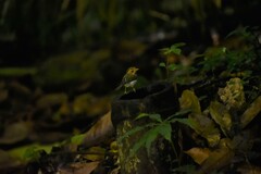 Abroscopus albogularis