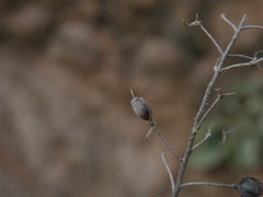 Alyssum montanum