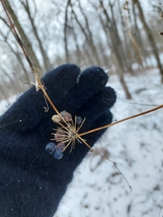 Smilax lasioneura