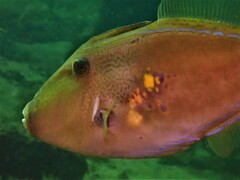 Meuschenia freycineti