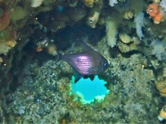 Pempheris multiradiata