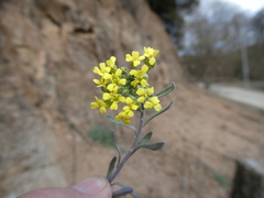 Alyssum montanum