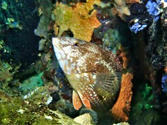 Notolabrus parilus